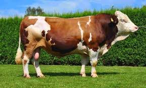 Hüseyin İmre Görsel 1